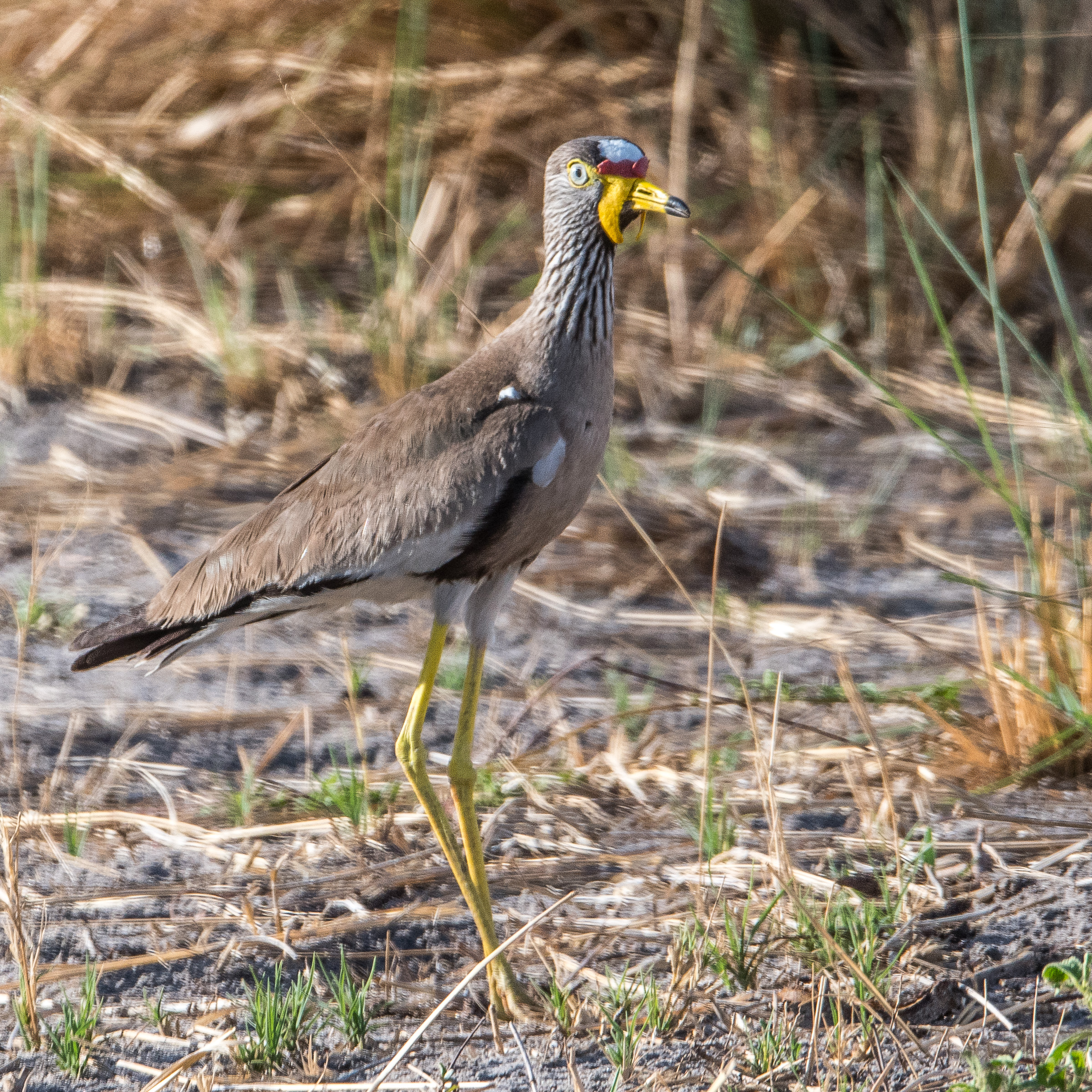 Vanneau du Sénégal (African wattled lapwing, Vanellus Senegallus), adulte nuptial, Kwando reserve, Delta de l'Okavango, Botswana.